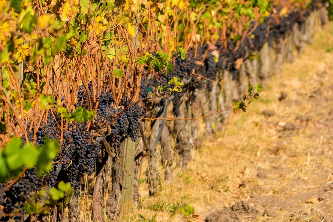 Half-Day Wine Country Tour From San Francisco - Exploring Sonoma or Napa Carneros Region