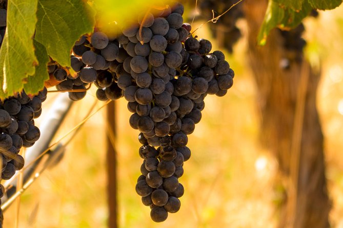 Half-Day Wine Country Tour From San Francisco - Enjoying the Vineyard Scenery