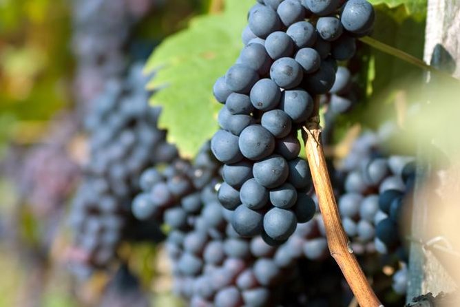 Half-Day Wine Tasting Tour in Etyek Wine Country Near Budapest - Meeting and Pickup