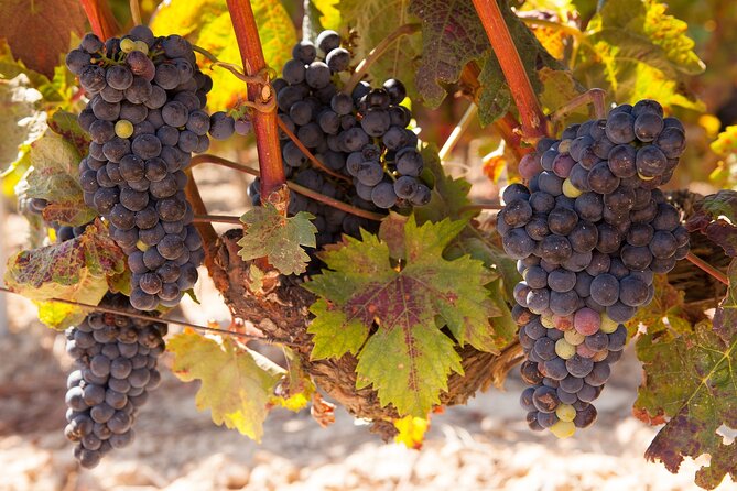 Half-Day Wine Tastings in the North Georgia Mountains - Tasting Inclusions