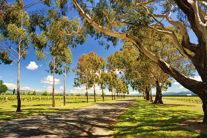 Half-Day Wine Tour From Blenheim - About the Tour Operator