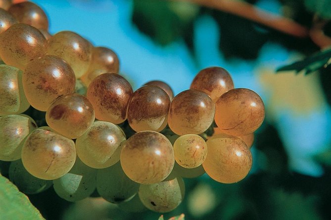 Half Day Wine Tour in Bandol & Cassis From Aix En Provence - Additional Information