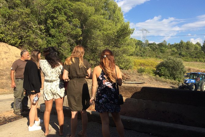Half Day Wine Tour. Private Tour From Carcassonne and Around. - Exploring Carcassonnes Wineries