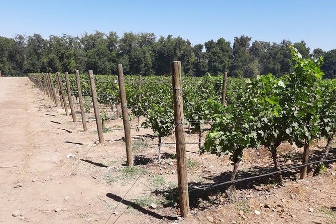 Half Day Wine Tour to Concha Y Toro From Santiago Seasonal Offer - Additional Information