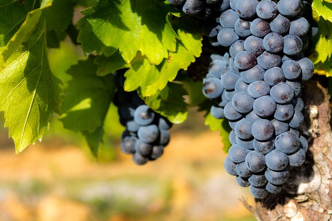 Half-Day Winery and Wine Tasting Guided Walking Tour - Key Points