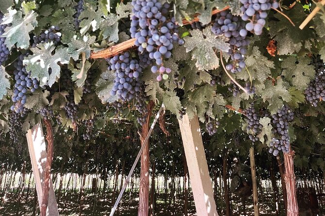 Half Day Winery Tour - Winery Offerings