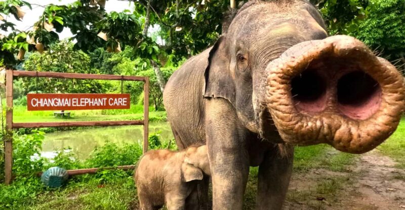 Half-Day With CHIANGMAI ELEPHANT CARE Program (12pm-5pm.) - Key Points