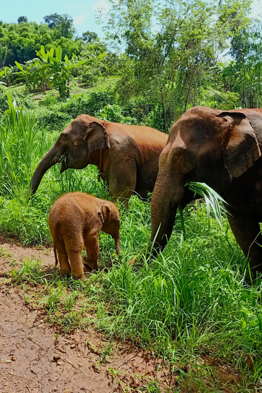 Half-Day With CHIANGMAI ELEPHANT CARE Program (12pm-5pm.) - Pickup and Dropoff