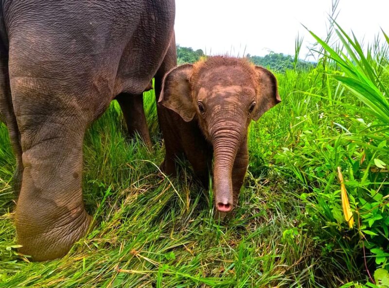 Half-Day With CHIANGMAI ELEPHANT CARE Program (12pm-6pm.) - Key Points