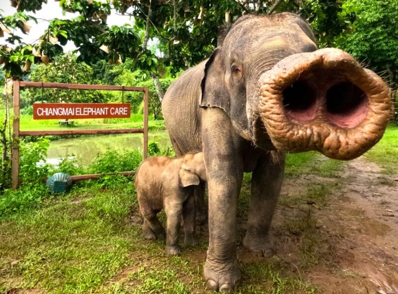 Half-Day With CHIANGMAI ELEPHANT CARE Program (12pm-6pm.) - Tour Guide and Cancellation Policy