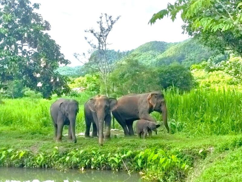 Half-Day With CHIANGMAI ELEPHANT CARE Program (12pm-6pm.) - Inclusions and Reviews