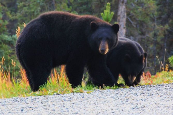 Half Day Yukon Suspension Bridge & Summit Tour - Inclusions and Accessibility