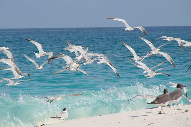 Half Day Zanzibar Mnemba Atoll Marine Reserve Snorkeling Tour - Minimum Age and Pricing