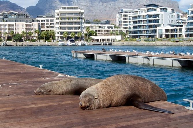 Half Hour Seal and Harbour Cruise From Cape Town - Meeting and Pickup Details