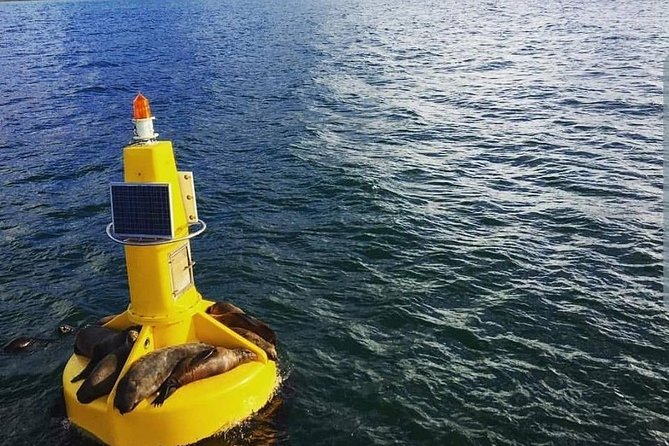Half Hour Seal and Harbour Cruise From Cape Town - Boat Tour Highlights