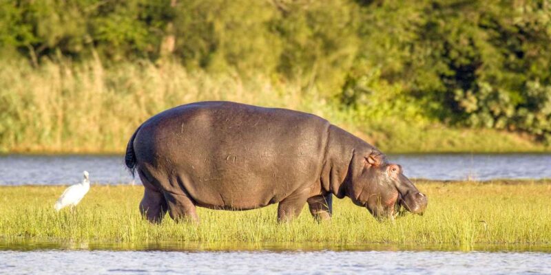 Halfday Hippo & Croc Boat Cruise Isimangaliso F Richards Bay - Key Points