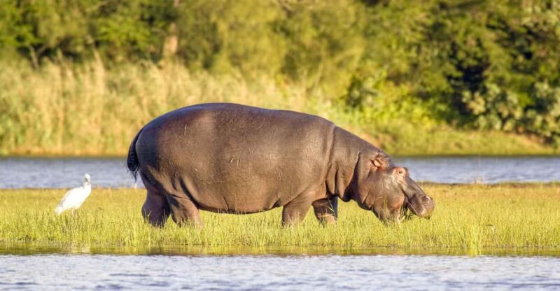 Halfday Hippo & Croc Boat Cruise Isimangaliso F Richards Bay - Accessibility and Pickup