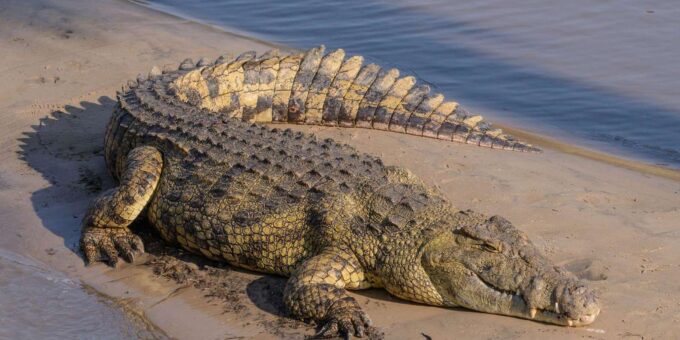 Halfday Hippo & Croc Boat Cruise Isimangaliso F Richards Bay - Departure and Duration