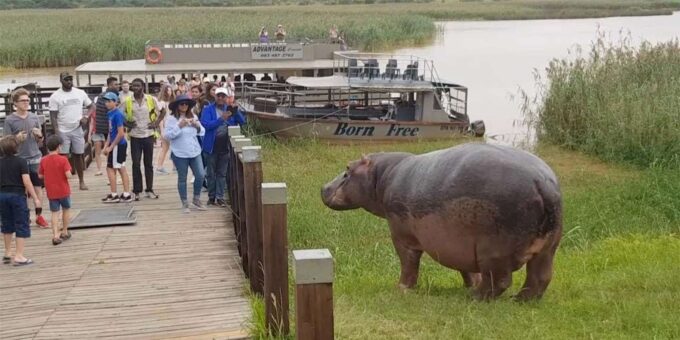 Halfday Hippo & Croc Boat Cruise Isimangaliso F Richards Bay - Frequently Asked Questions
