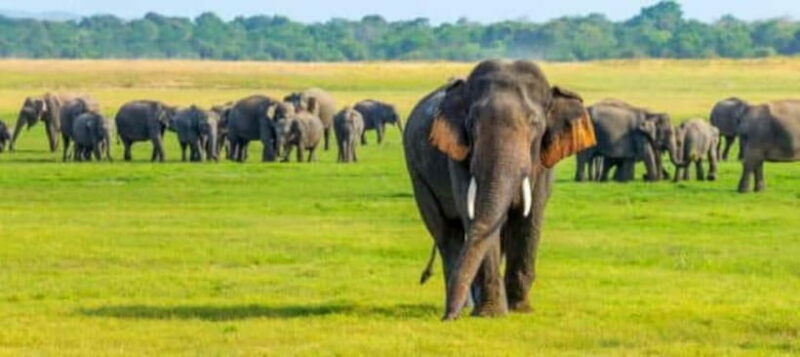 HalfDay Jeep Safari in Minneriya National Park - Exploring Minneriya National Park: A Jeep Safari Experience Worth Your Time