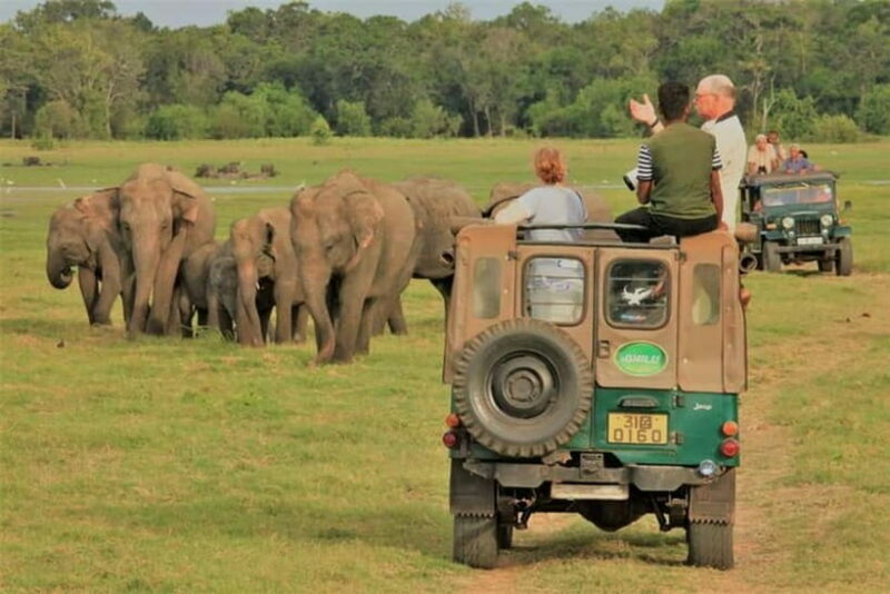 HalfDay Jeep Safari in Minneriya National Park - The Sum Up: Who Is This Tour Best For?