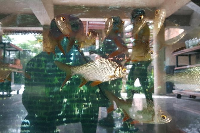 Halfday Join Tour Bangkok Countryside & Bird Watching Experience With Lunch - Included Activities