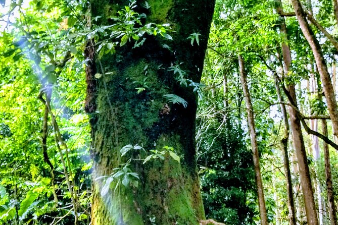 Halfway to Hana Tour of Maui Black Sand Beach Waterfalls Turtles - Traveler Requirements