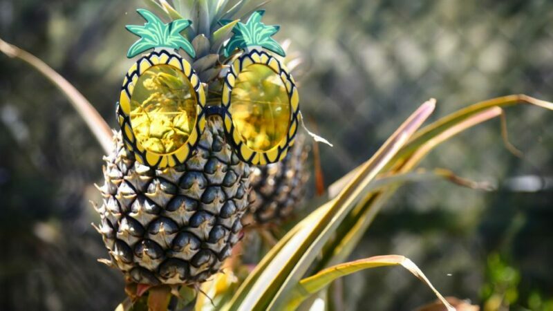 Hali'imaile: Pineapple Farm Tour - Why This Tour Works for Travelers