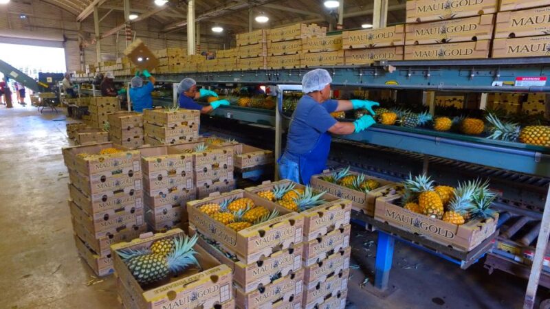 Haliimaile: Pineapple Farm Tour - Key Points