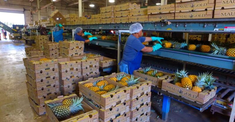 Haliimaile: Pineapple Farm Tour - Customer Reviews and Ratings
