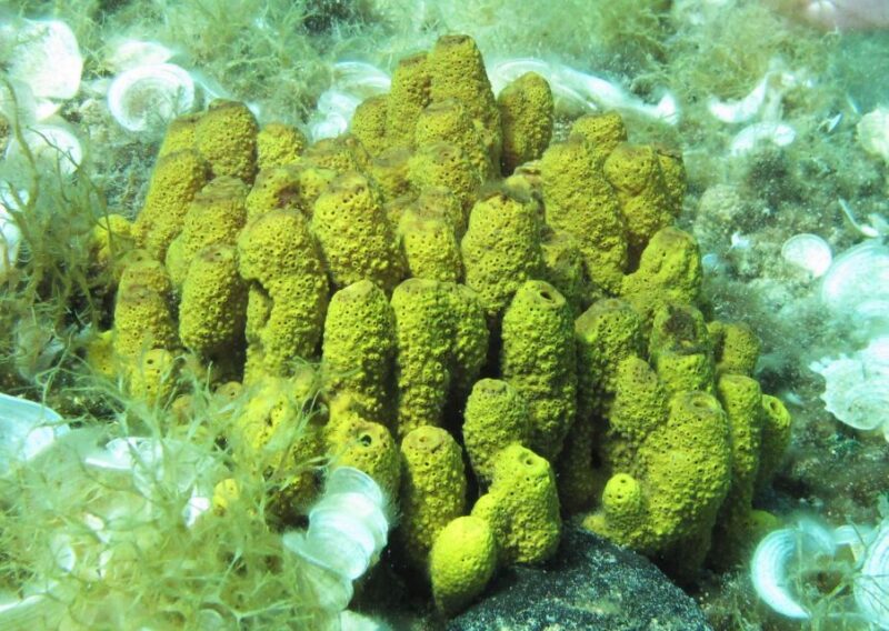 Halkidiki: Kassandra Scuba Beginner Diving Class - Included Services and Transportation