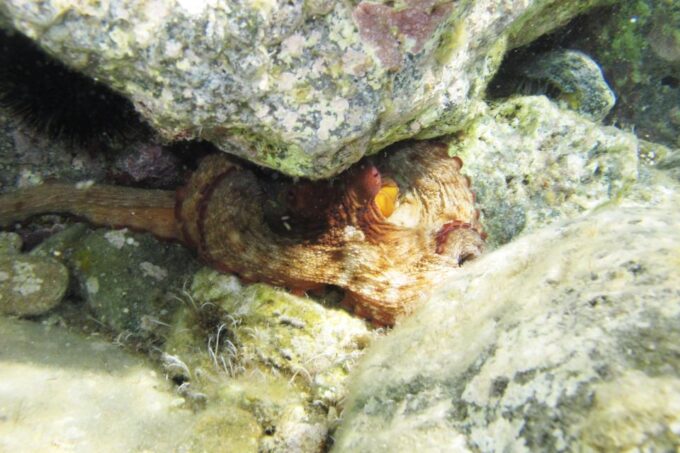 Halkidiki: Kassandra Scuba Beginner Diving Class - Frequently Asked Questions