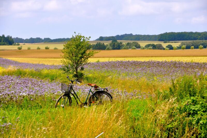 Hällåkra: Cycling or Hiking With Wine Tasting - Suitability and Restrictions