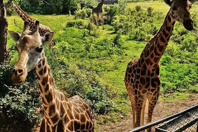 Haller Park Half-Day Tour From Mombasa - Key Points