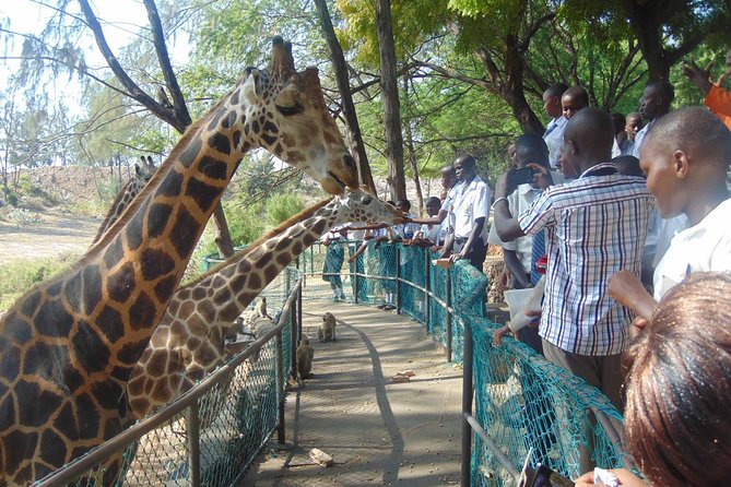Haller Park Half-Day Tour From Mombasa - Transportation Details