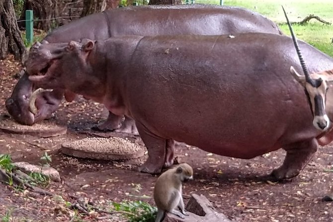Haller Park Tour Observing Hippos, Giraffes, Birds, Monkeys, Crocs & Others - Observing Diverse Wildlife