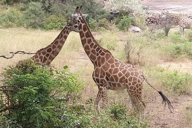 Haller Park Tour Observing Hippos, Giraffes, Birds, Monkeys, Crocs & Others - Encounter With Hippos