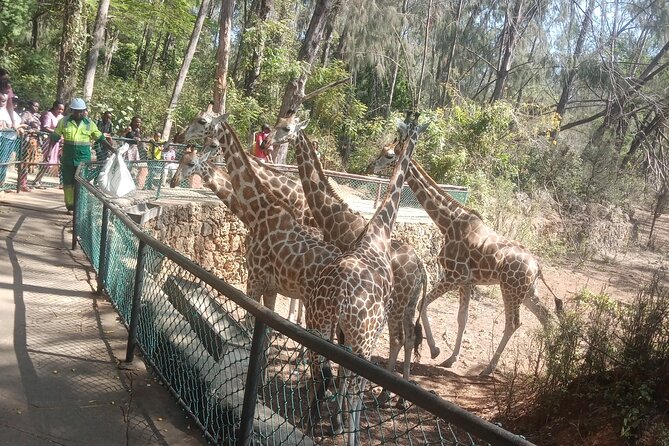 Haller Park Tour Observing Hippos, Giraffes, Birds, Monkeys, Crocs & Others - Birdwatching Opportunities