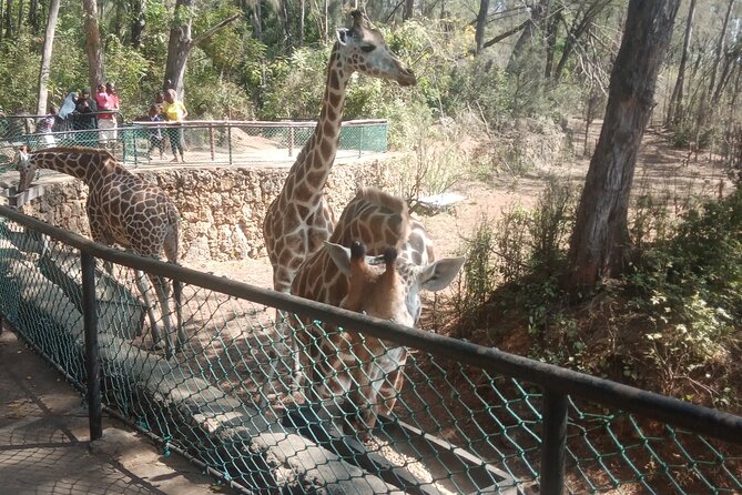 Haller Park Tour Observing Hippos, Giraffes, Birds, Monkeys, Crocs & Others - Monkey Watching
