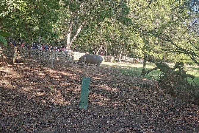 Haller Park Tour Observing Hippos, Giraffes, Birds, Monkeys, Crocs & Others - Crocodile Encounters