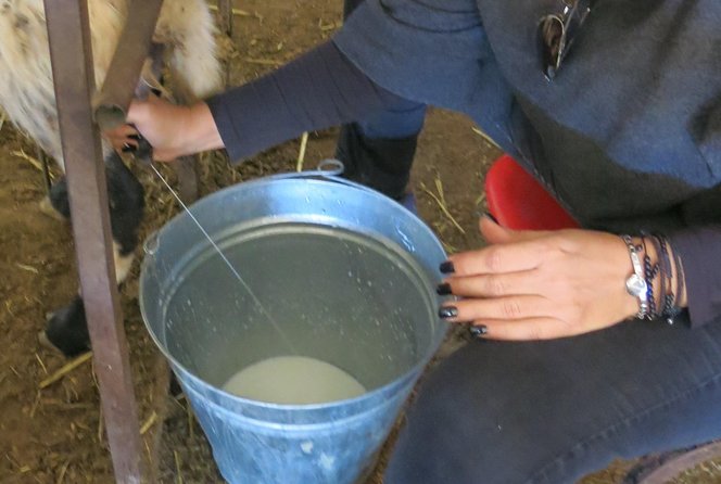 Halloumi Heaven: Cheese-Making Class & Troodos Mountain Villages 8h - Additional Information