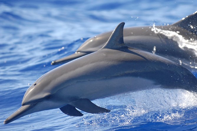 Hamata and Qulaan Islands Snorkeling Sea Trip With Transfer, Lunch - Marsa Alam - Customer Feedback