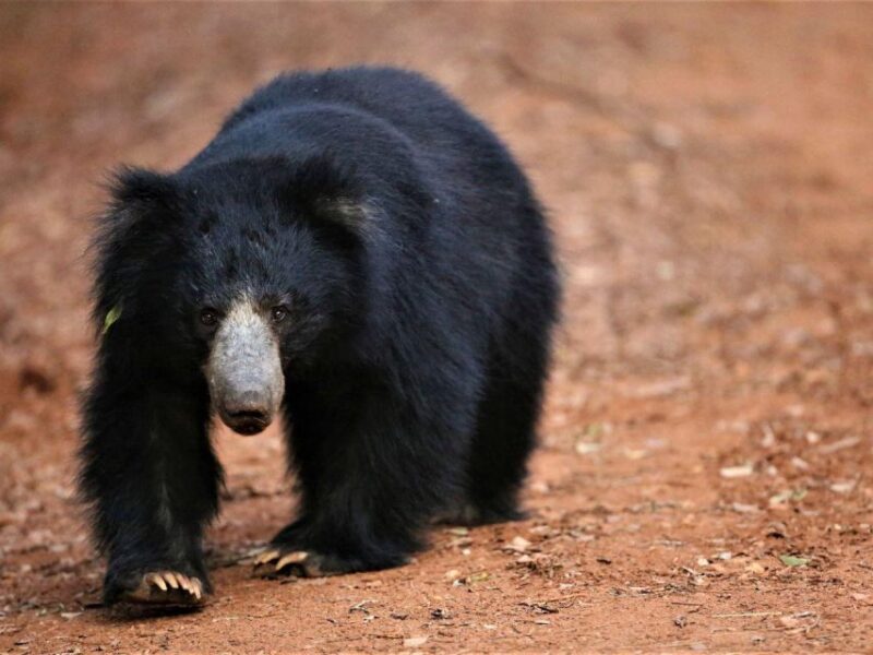 Hambantota Harbor: Private Yala Leopard Safari - Safari Experience