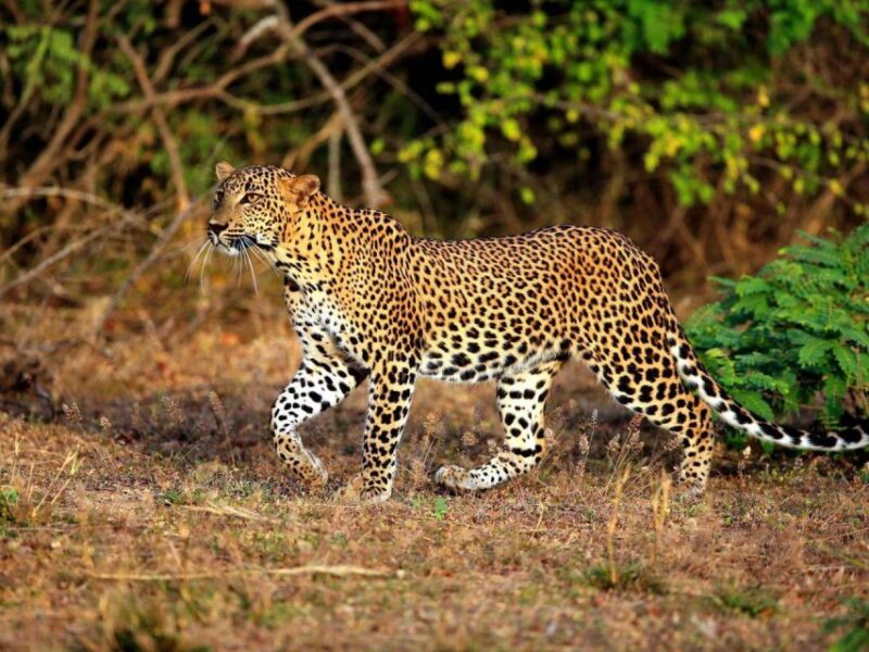 Hambantota Harbor: Private Yala Leopard Safari - Itinerary Details