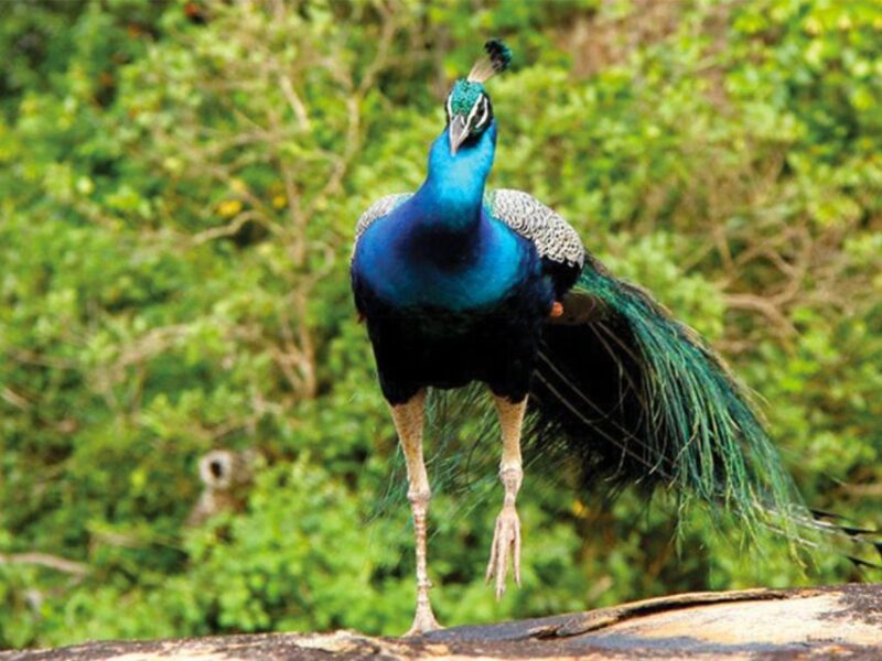 Hambantota Harbor: Private Yala Leopard Safari - Wildlife Diversity
