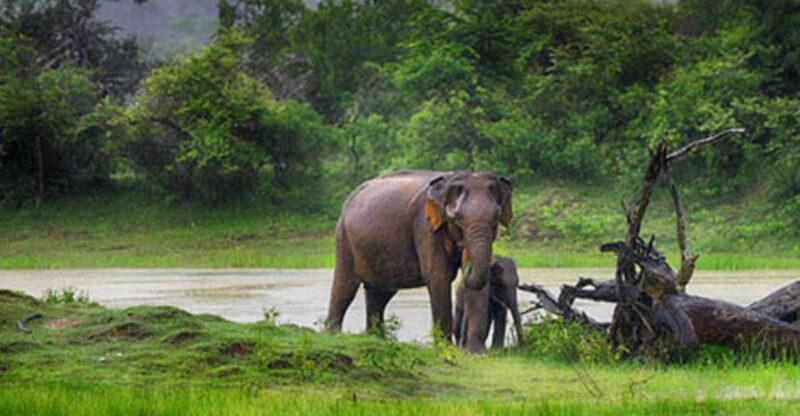 Hambantota Harbor: Safari at Lunugamvehera National Park - Key Points