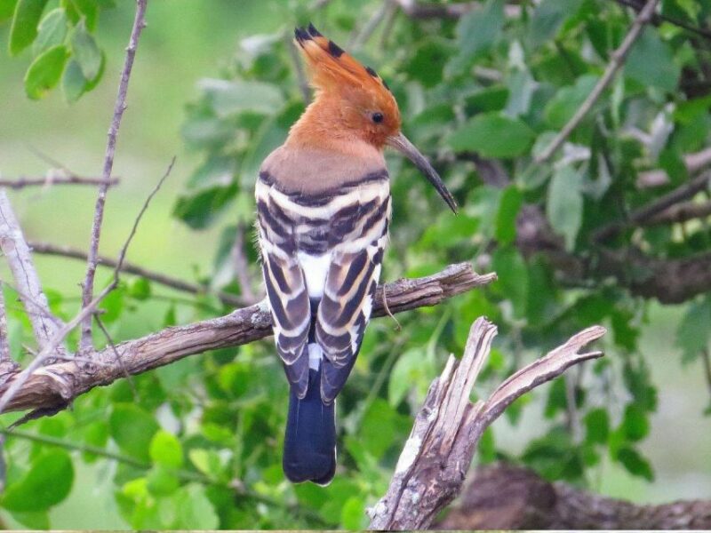 Hambantota Harbor: Safari at Lunugamvehera National Park - Diverse Wildlife and Biodiversity