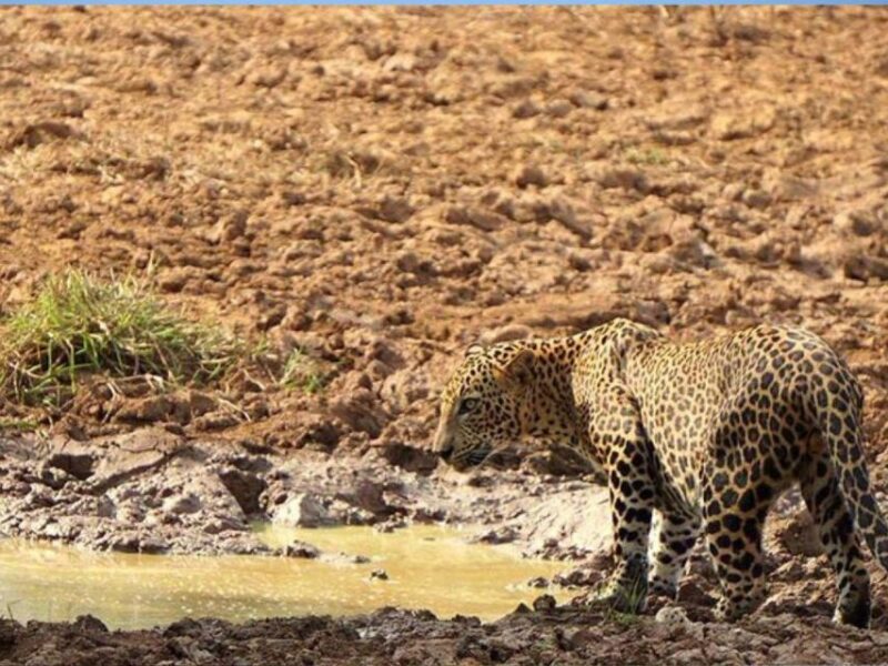 Hambantota Harbor: Safari at Lunugamvehera National Park - Centralized Pickup From Hambantota