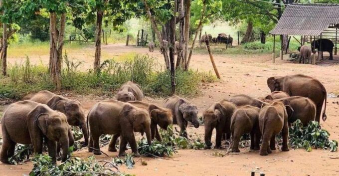 Hambantota Harbor: Udawalawe Safari & Elephant Transits Home - Recap
