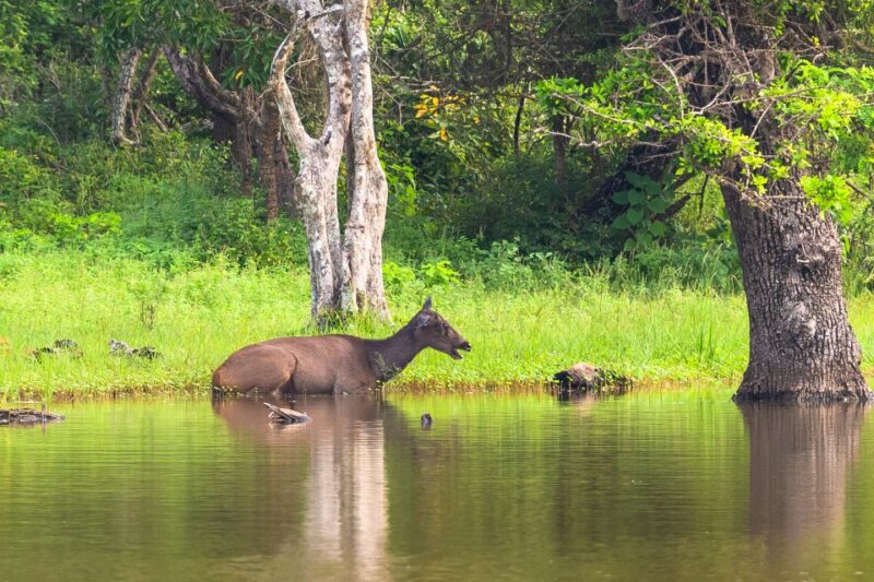 Hambantota Port: Bundala National Park Safari in a 4x4 - Booking and Cancellation Policy